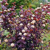 Пухироплідник калинолистий Леді ін Ред С2