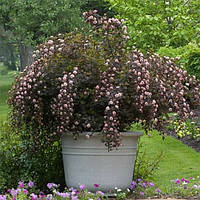 Пухироплідник калинолистий Саммер Вайн С2