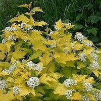 Пухироплідник калинолистий Нагет С2