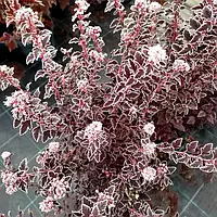 Пухироплідник Меджикал Світ Черрі Ті