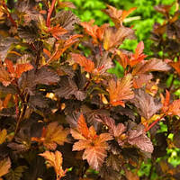 Пухироплідник калинолистий Спайсі Девіл