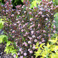 Пухироплідник калинолистий Little Devil