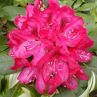 Рододендрон катевбінський Nova Zembla С5