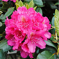 Рододендрон катевбінський Pearces American Beauty С5
