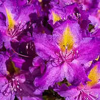 Рододендрон гібридний Libretto Р9