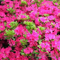 Рододендрон Кермезина С2