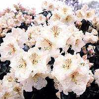 Рододендрон Вільямса Gartendirektor Rieger С5