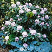 Рододендрон Gomer Waterer С2