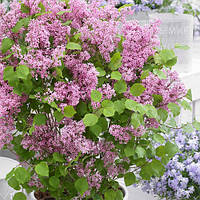 Бузок меєра Flowerfesta Pink С2