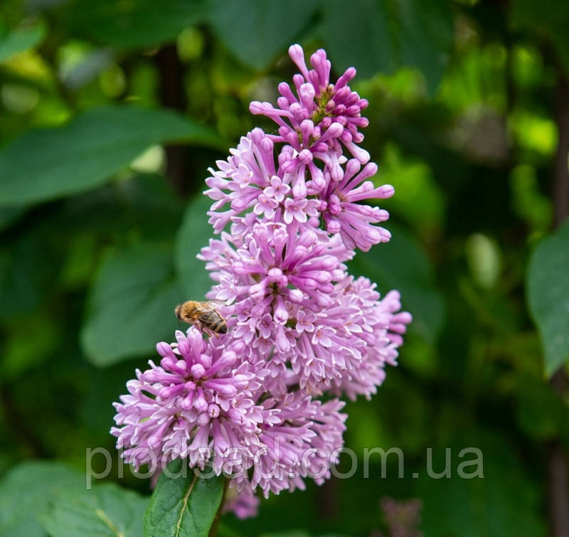 Бузок Престон Мінует зі