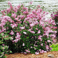 Бузок Pink Perfume С5