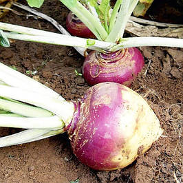 Насіння брукви