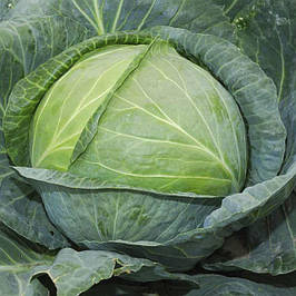 Насіння капусти