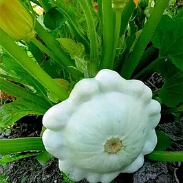 Насіння патисона