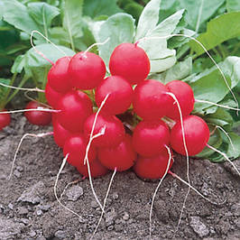 Насіння редиски