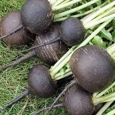 Насіння редьки