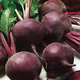 Насіння буряка