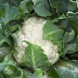 Насіння цвітної капусти