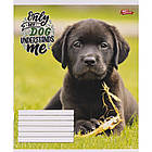 Зошит шкільний Мрії Збуваються 12арк коса з доп. лінією арт. 3175, фото 3