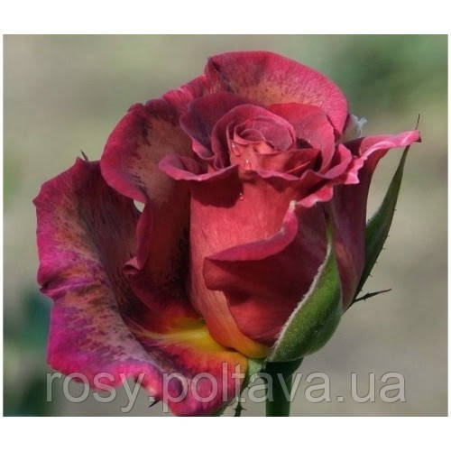 Блаувештадт (Blauwestad), фото 1