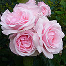 Птф Тріанон (Petit Trianon), фото 3