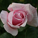 Птф Тріанон (Petit Trianon), фото 2