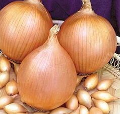 Цибуля Стур БС Broer - 20 кг