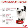 Royal Canin (Роял Канін) Kitten — Сухий корм для кошенят 8+2 кг, фото 9