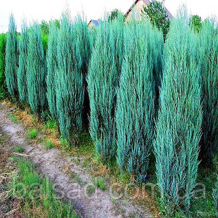 Ялівець скельний Блю Ерроу / h 30-40 / Juniperus Blue Arrow, фото 3