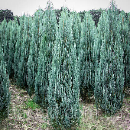 Ялівець скельний Блю Ерроу / h 30-40 / Juniperus Blue Arrow, фото 1
