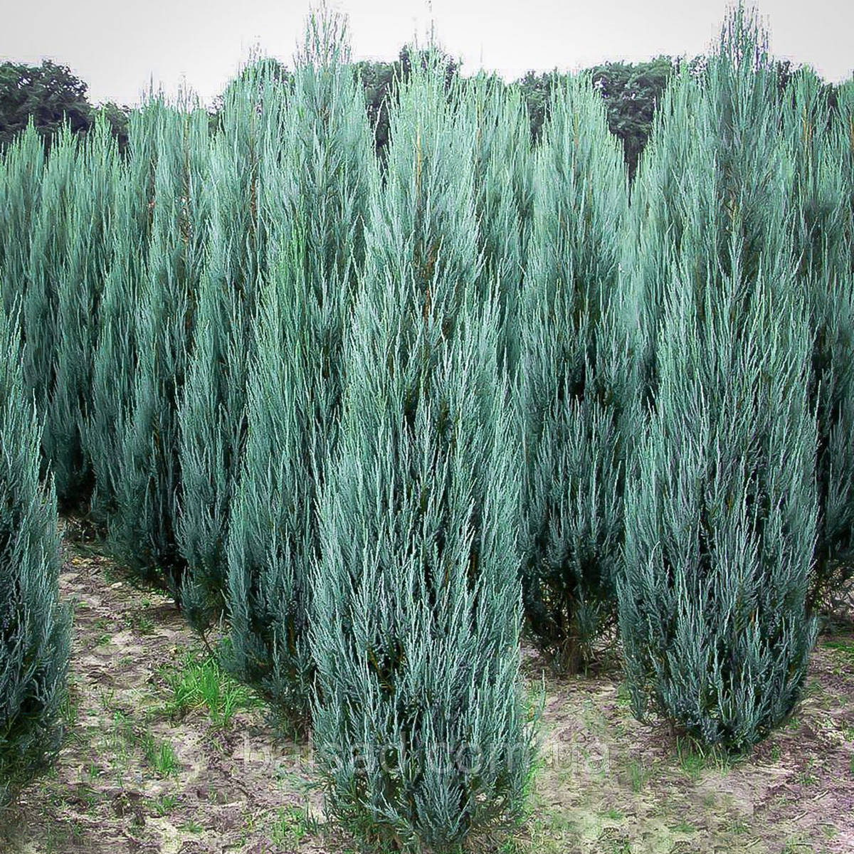 Ялівець скельний Блю Ерроу / h 30-40 / Juniperus Blue Arrow