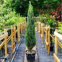Ялівець скельний Блю Ерроу / h 30-40 / Juniperus Blue Arrow, фото 4