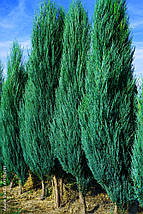 Ялівець скельний Блю Ерроу / h 30-40 / Juniperus Blue Arrow, фото 5
