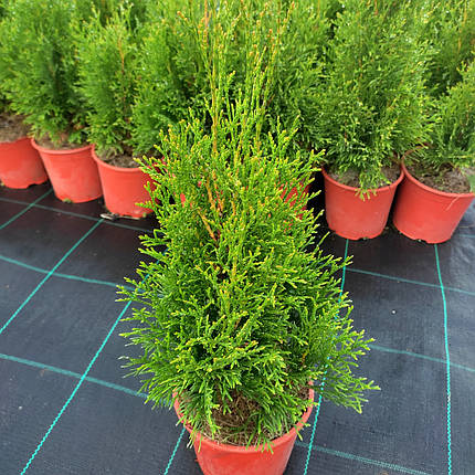 Туя Смарагд / С3 / h 30-40 / Thuja occidentalis Smaragd, фото 2