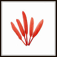 Перья натуральные красные (10 штук)