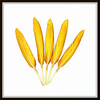 Пір'я натуральне золоті (1 штука)