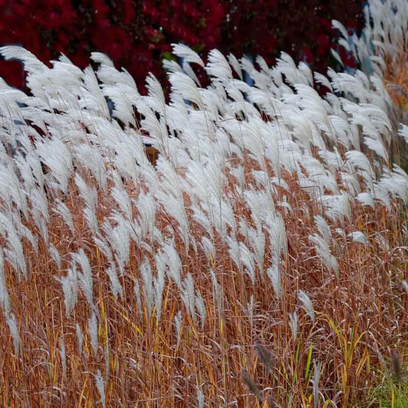 Міскантус китайський 'Dronning Ingrid'. Контейнер 3л, фото 1