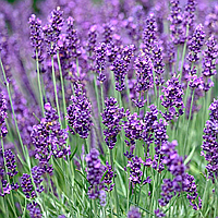 Віддушка для мила "Лаванда" 10г