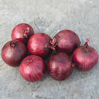 Озима цибуля сіянка Робін (Броер), 500 г — середньостигла (110-115 днів), червона, салатна, Голландія