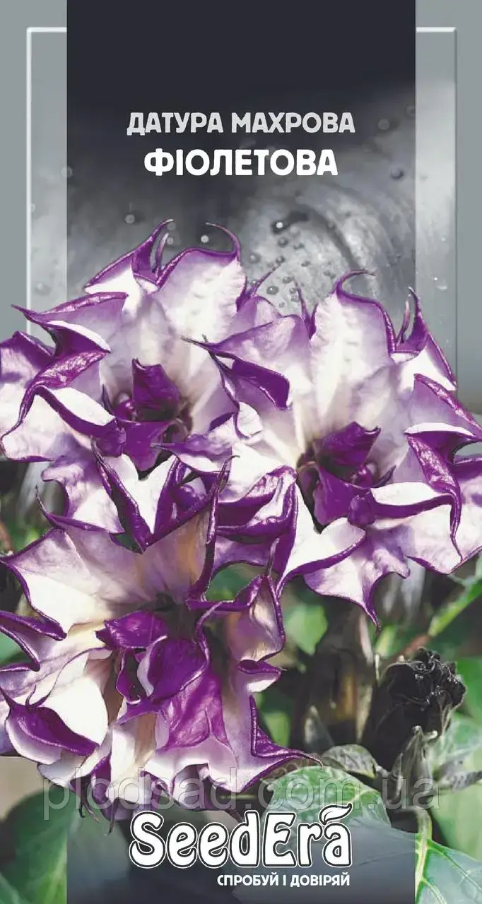 Насіння датуру махрове фіолетове 5 шт., Seedera