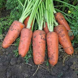 Насіння Морква Абако F1 ,1000 насінин Seminis Leda Agro, фото 3