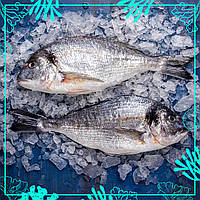 Дорадо 400-600г с/м