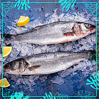 Сібас 400-600г с/м