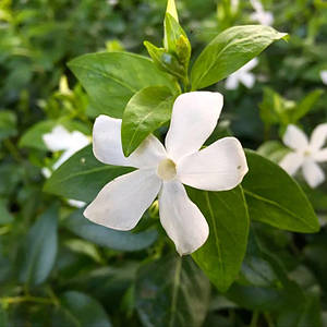 Барвінок великий 'Alba'. Контейнер 0,5л