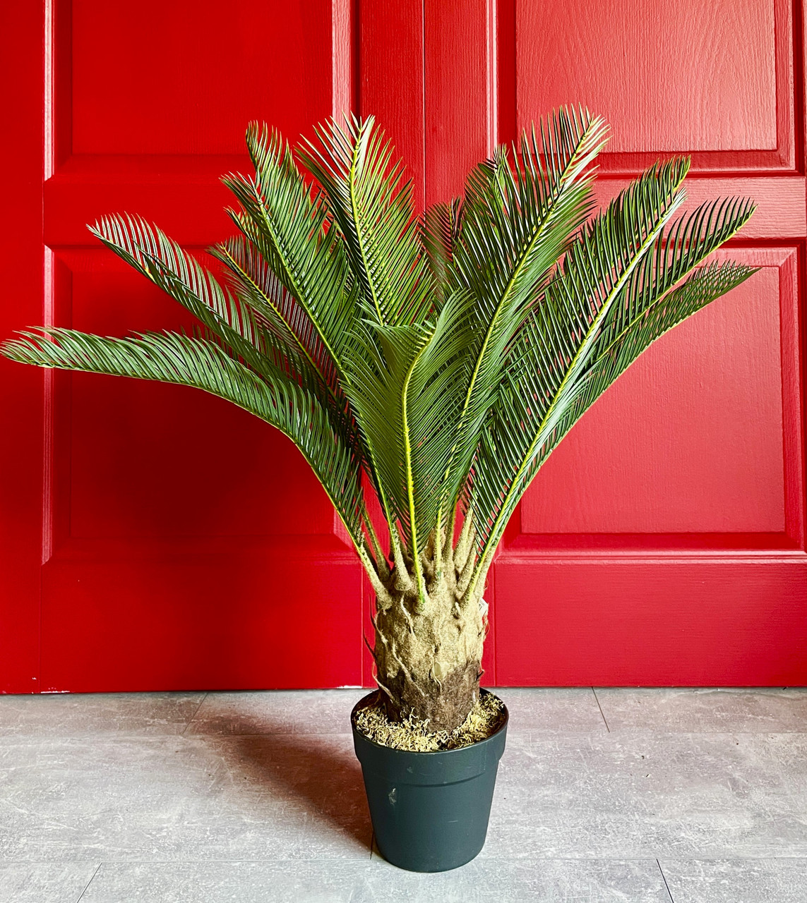 Цикас штучний в горщику 85 см, фото 1