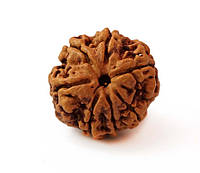 Бусина Рудракші 7 облич