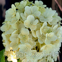 Гортензія Літл Альф / С3 / Hydrangea paniculata Little Alf, фото 5