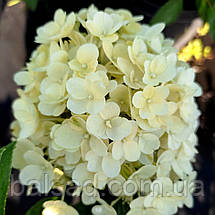 Гортензія Літл Альф / С3 / Hydrangea paniculata Little Alf, фото 4