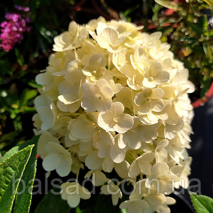 Гортензія Літл Альф / С3 / Hydrangea paniculata Little Alf, фото 3