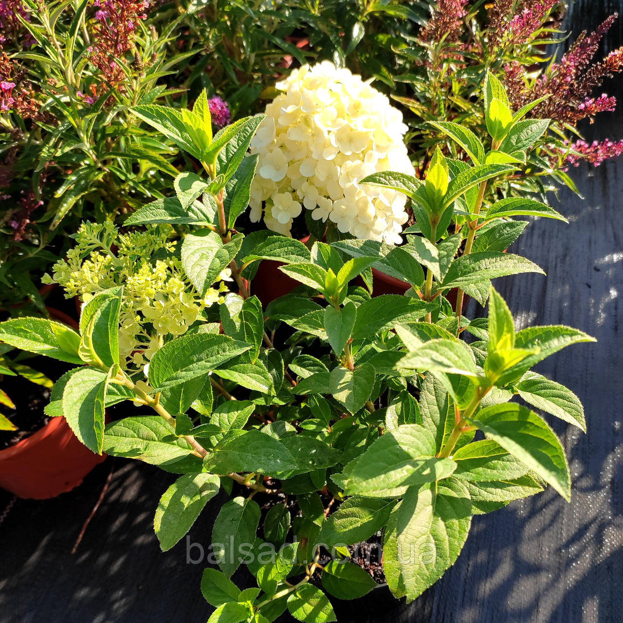 Гортензія Літл Альф / С3 / Hydrangea paniculata Little Alf